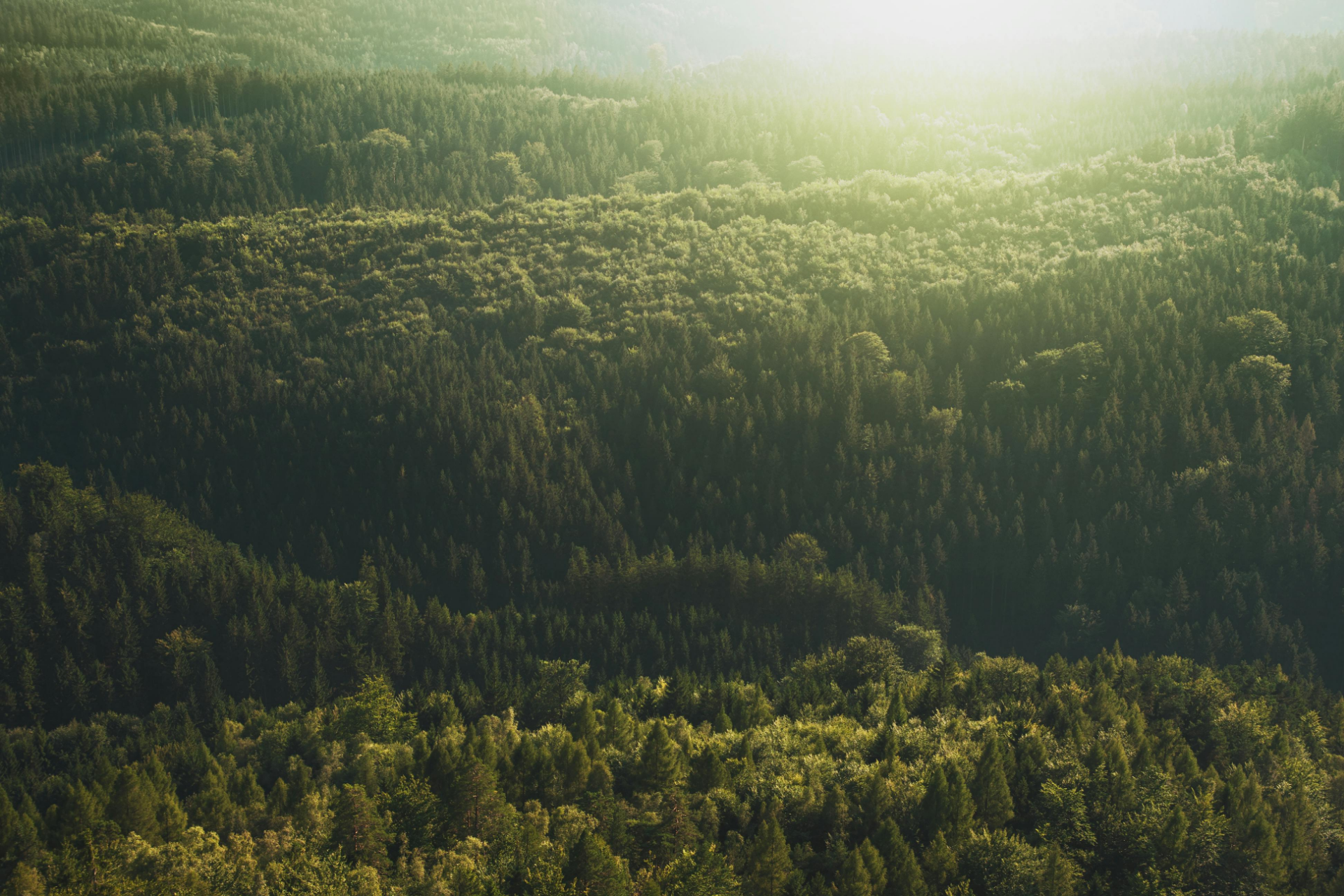forest